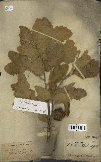 spécimen de Quercus ithaburensis