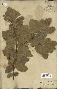 spécimen de Quercus infectoria