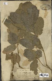 spécimen de Quercus infectoria