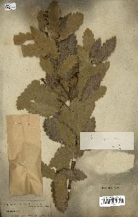 spécimen de Quercus infectoria