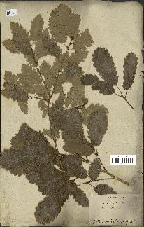 spécimen de Quercus infectoria