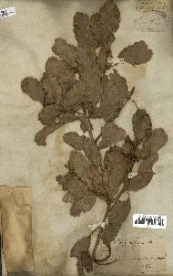 spécimen de Quercus infectoria