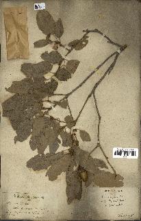 spécimen de Quercus infectoria