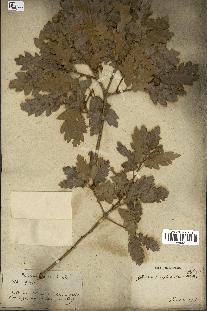 spécimen de Quercus infectoria