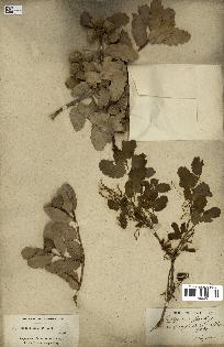 spécimen de Quercus infectoria