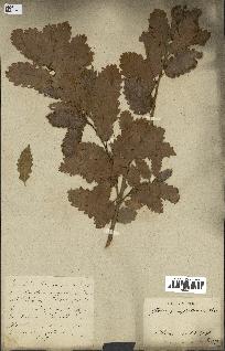 spécimen de Quercus infectoria