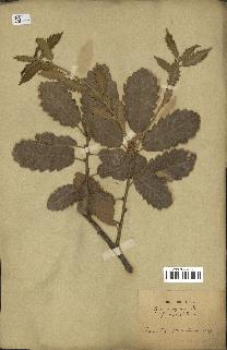 spécimen de Quercus infectoria