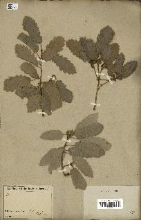 spécimen de Quercus infectoria