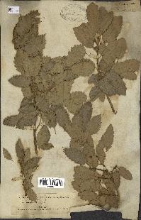 spécimen de Quercus infectoria