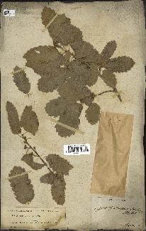 spécimen de Quercus infectoria