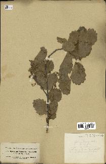 spécimen de Quercus infectoria