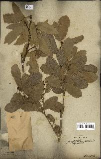spécimen de Quercus infectoria
