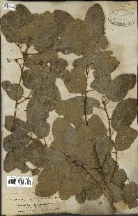 spécimen de Quercus infectoria