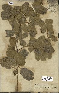 spécimen de Quercus infectoria