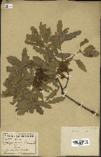 spécimen de Quercus infectoria