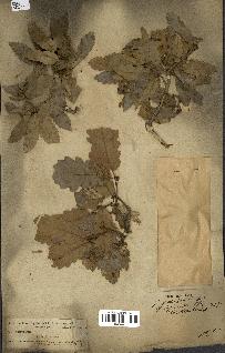 spécimen de Quercus infectoria