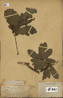 spécimen de Quercus infectoria