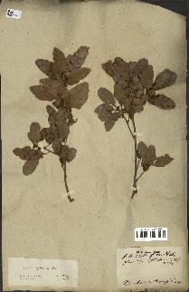 spécimen de Quercus infectoria