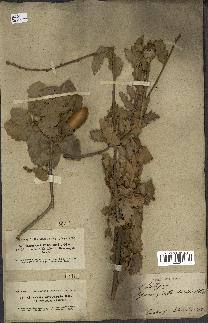 spécimen de Quercus infectoria