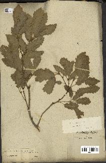 spécimen de Quercus infectoria