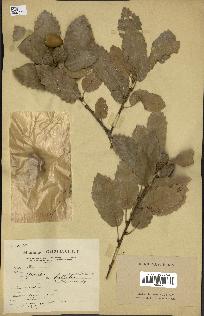 spécimen de Quercus infectoria