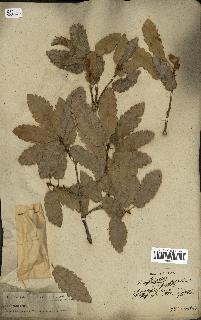 spécimen de Quercus infectoria