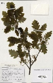 spécimen de Quercus petraea