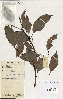 spécimen de Lithocarpus sp.