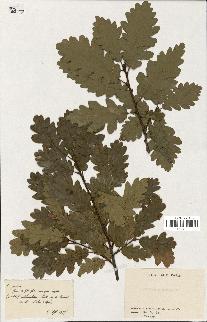 spécimen de Quercus pubescens