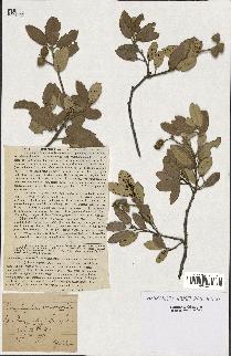 spécimen de Quercus ilex