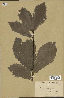 spécimen de Quercus afares