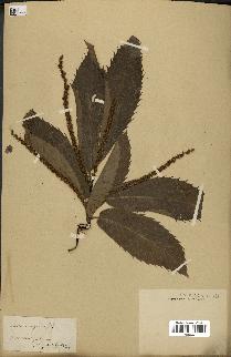 spécimen de Castanea sativa