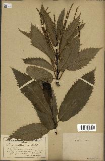 spécimen de Castanea sativa