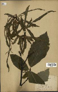 spécimen de Castanea sativa