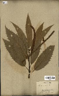 spécimen de Castanea sativa