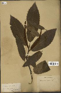 spécimen de Castanea sativa