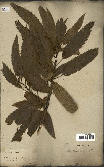 spécimen de Castanea sativa