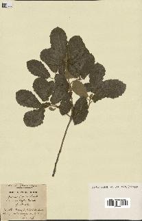 spécimen de Quercus faginea