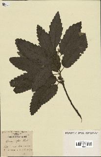 spécimen de Quercus afares