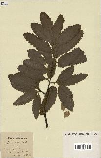 spécimen de Quercus afares