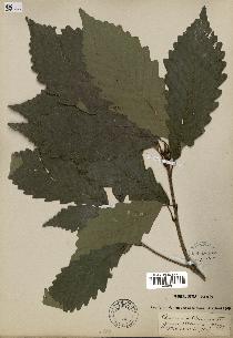 spécimen de Quercus montana