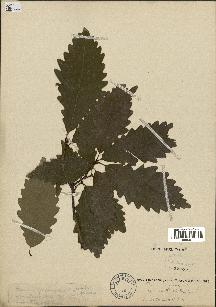 spécimen de Quercus montana