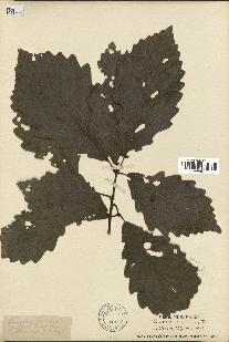 spécimen de Quercus montana