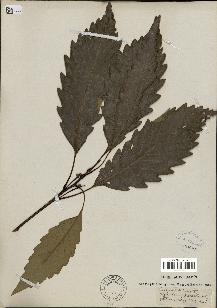 spécimen de Quercus montana