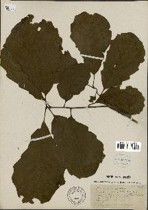spécimen de Quercus montana