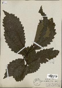 spécimen de Quercus montana