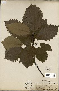 spécimen de Quercus montana