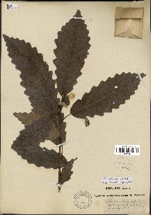 spécimen de Quercus montana
