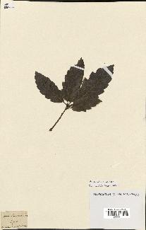 spécimen de Quercus montana
