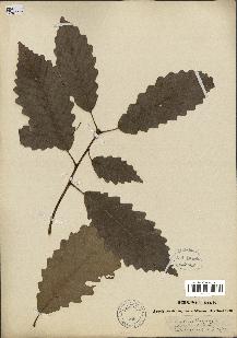 spécimen de Quercus montana